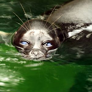 Baikal seal