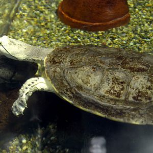 Phrynops hilarii