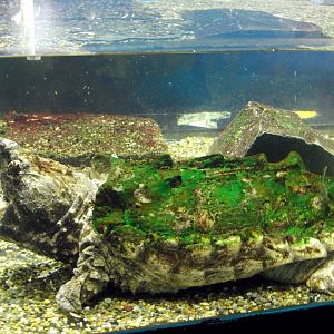 Macrochelys temminckii