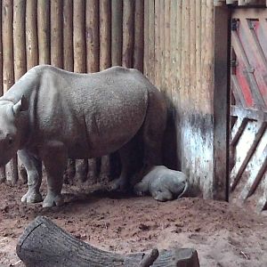 Rhino with calf