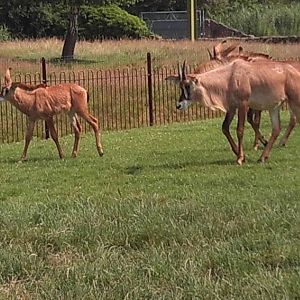 Roan Antelope