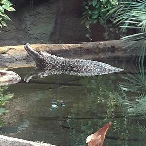 False Gharial