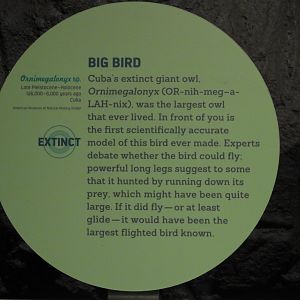 Sign for Ornimegalonyx