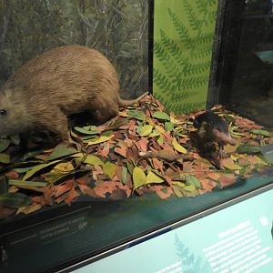 Solenodon and Hutia