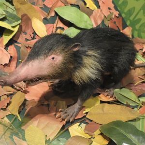 Solenodon