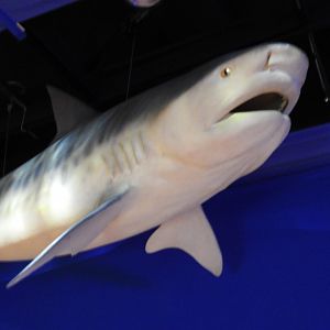 Tiger Shark Replica
