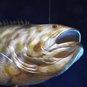 Grouper Replica