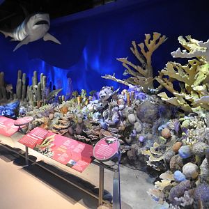 Coral Reef