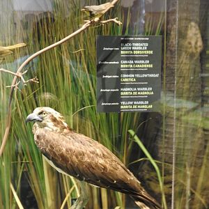 Osprey and Songbird Replica