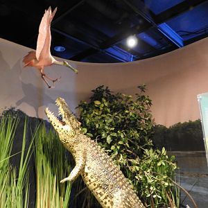 Croc Jumping at Spoonbill Replica