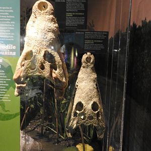 Croc Skulls
