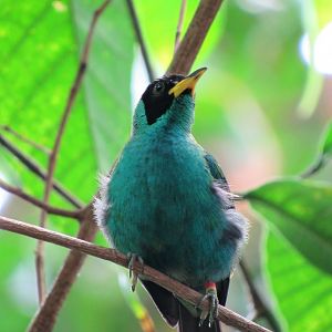 (new) Green honeycreeper