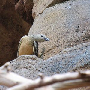Fawn-breasted bowerbird