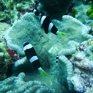 Clarke's Anemonefish
