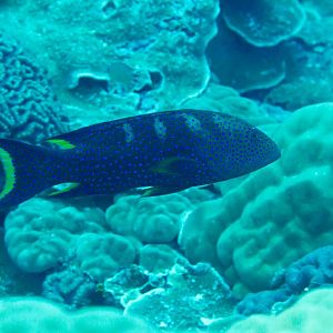 Yellowedged Coronation Trout