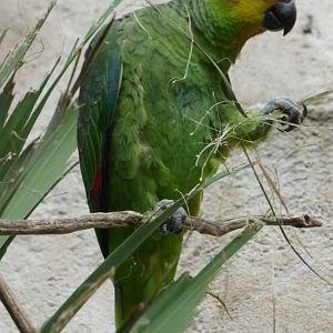 Equadorian Amazon Parrot