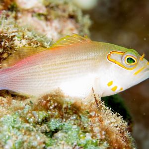Arc-eye Hawkfish