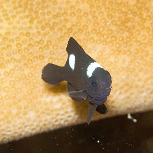 Three Spot Dascyllus