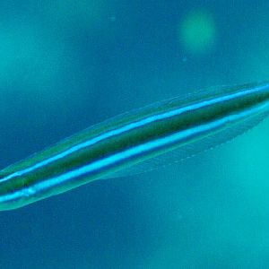 Bluestriped Fangtooth Blenny