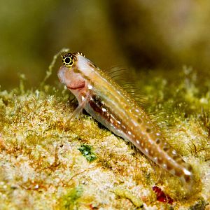 Ocular Combtooth Blenny