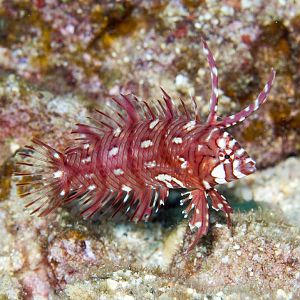 Rockmover Wrasse juvenile