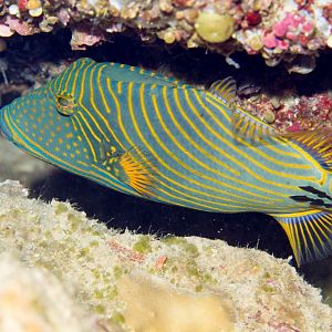 Orangeline Triggerfish
