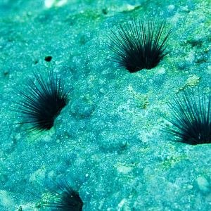 Small Urchins