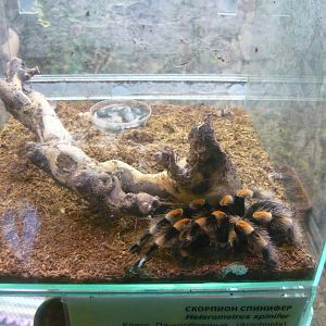 Mexican redknee tarantula (Brachypelma smithi)