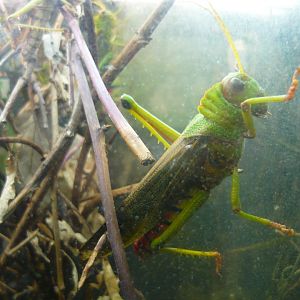 Giant grasshopper (Tropidacris collaris)