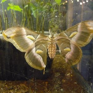 Atlas moth (Attacus atlas)