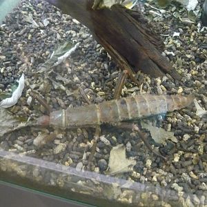 Giant spiny stick insect (Eurycantha calcarata)