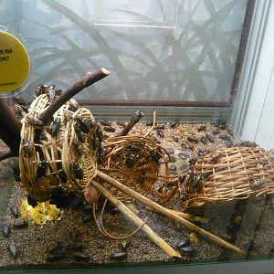 Two-spotted crickets (Gryllus bimaculatus)