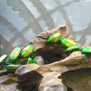 Flower beetles (Smaragdesthes africana)