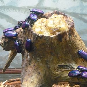 Flower beetles (Smaragdesthes africana oertzeni)