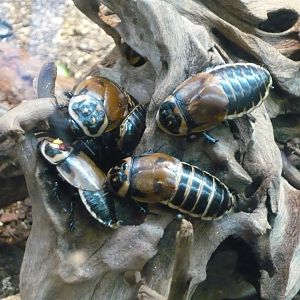 Headlight cockroaches (Lucihormetica subcincta)