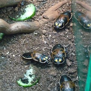 Headlight cockroaches (Lucihormetica subcincta)