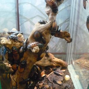 Madagascar hissing cockroaches (Gromphadorhina portentosa)