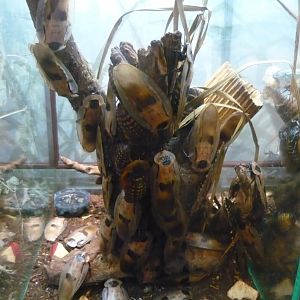 Death's head cockroaches (Blaberus craniifer)