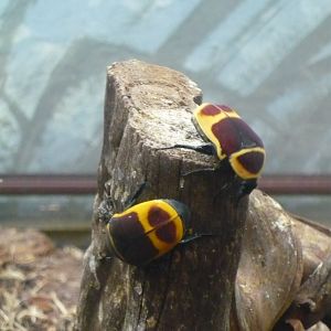 Flower beetles (Pachnoda marginata)