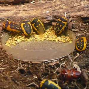 Flower beetles (Pachnoda trimaculata)