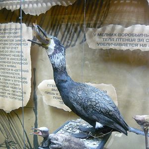 Great cormorant with chick