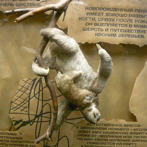 Three-toed sloth with baby