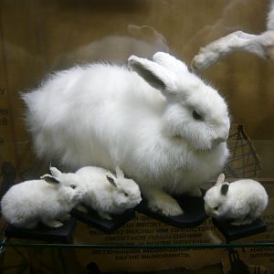 Rabbits