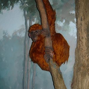 Prehistoric ape model