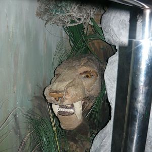 Saber-toothed cat model