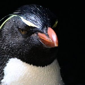 Southern Rockhopper Penguin