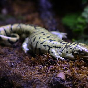 Tiger Salamander