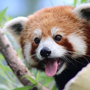 Red Panda