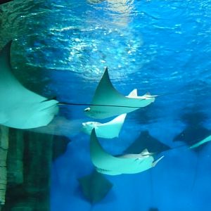 American cownose rays