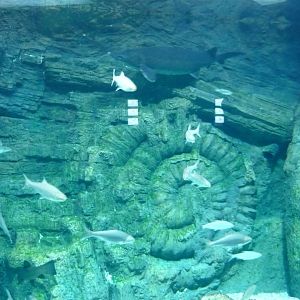 Eurasian freshwater fishes